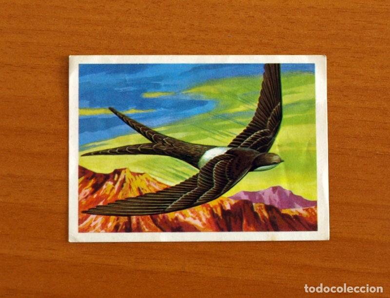 Coleccionismo Cromos antiguos: El M&aacute;s y el Menos - N&ordm; 88 Aves Resistentes -Editorial Ruiz Romero A&ntilde;o 1975 -Cromo Nunca Pegado