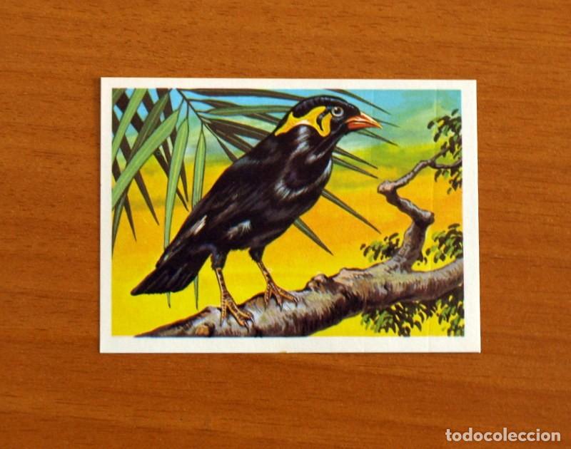 Coleccionismo Cromos antiguos: El M&aacute;s y el Menos - N&ordm; 99 P&aacute;jaros Silbadores -Editorial Ruiz Romero A&ntilde;o 1975 -Cromo Nunca Pegado