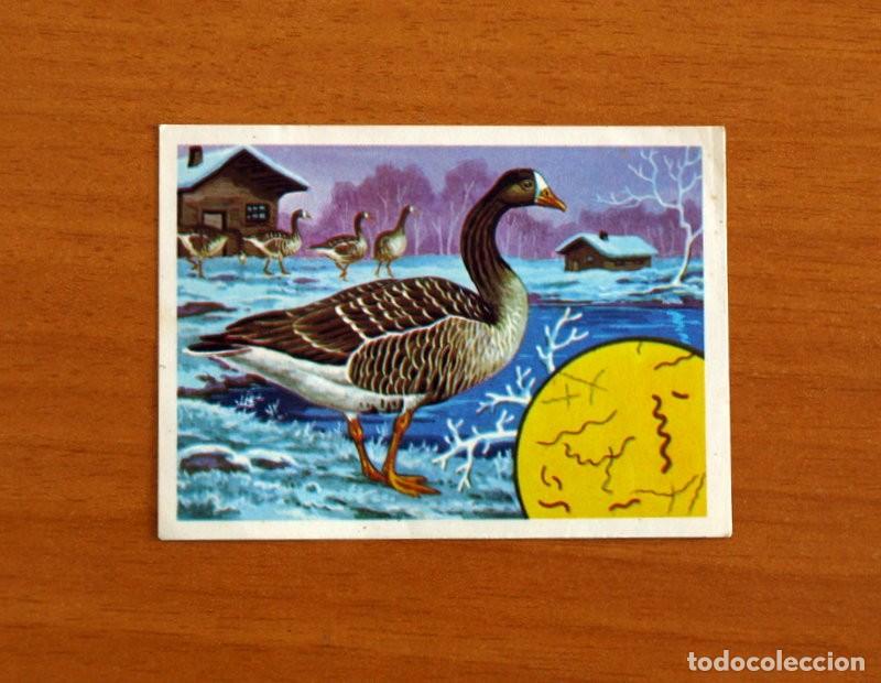 Coleccionismo Cromos antiguos: El M&aacute;s y el Menos - N&ordm; 100 Aves Sufridas -Editorial Ruiz Romero A&ntilde;o 1975 -Cromo Nunca Pegado