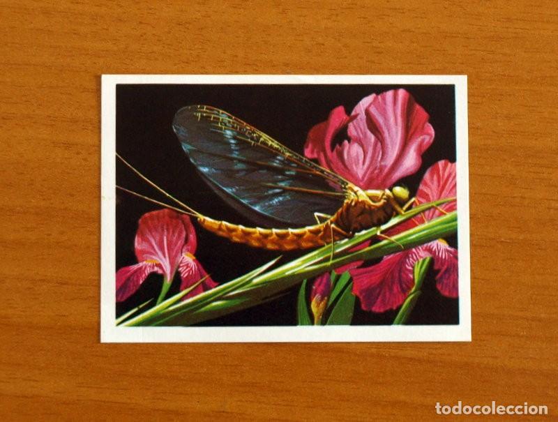 Coleccionismo Cromos antiguos: El M&aacute;s y el Menos - N&ordm; 111 Insecto de Vida Breve -Editorial Ruiz Romero A&ntilde;o 1975 -Cromo Nunca Pegado