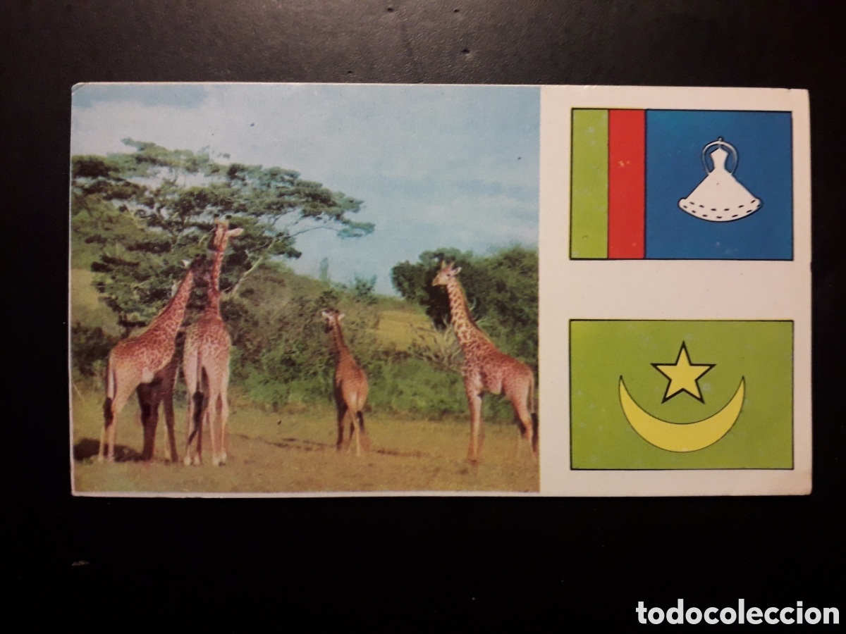 Coleccionismo Cromos antiguos: JIRAFA, &Aacute;FRICA EL MUNDO CONTINENTES, BANDERAS N&deg; 40 LECHE RAM SIN PEGAR, PEDIDO M&Iacute;NIMO 3&euro;