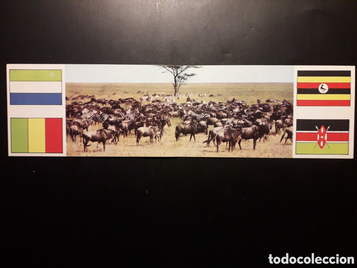 Coleccionismo Cromos antiguos: CEBRAS Y &Ntilde;US, &Aacute;FRICA EL MUNDO CONTINENTES, BANDERAS N&deg; 42 (CROMO DOBLE) LECHE RAM, PEDIDO M&Iacute;NIMO 3&euro;