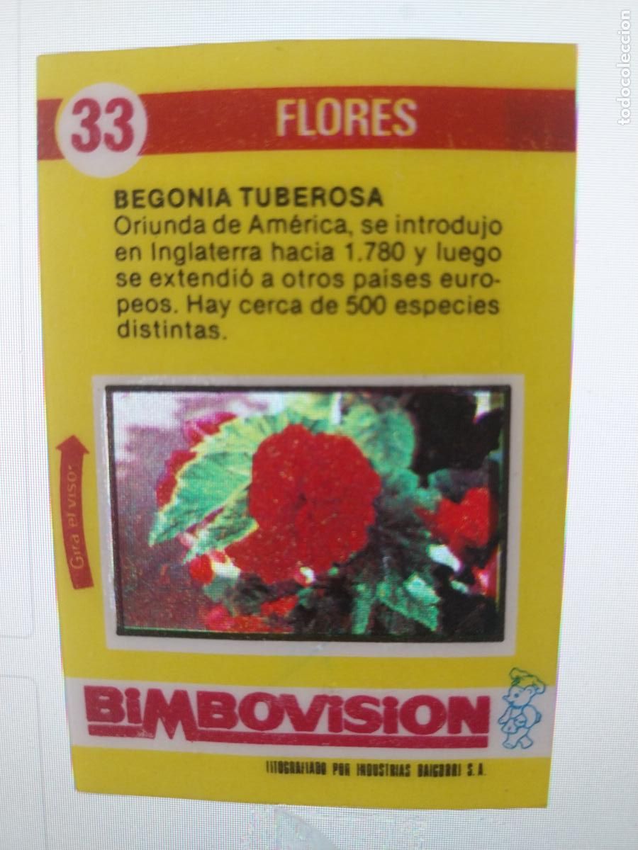 Coleccionismo Cromos antiguos: BIMBO BIMBOVISION BEGO&Ntilde;A TUBEROSA CROMO 33 A&Ntilde;OS 70 ORIGINAL FLORES