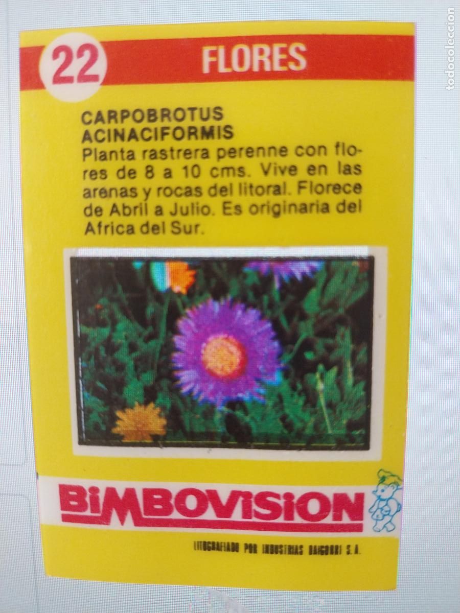 Coleccionismo Cromos antiguos: BIMBO BIMBOVISION CARPOBROTUS ACINACIFORMIS CROMO 22 A&Ntilde;OS 70 ORIGINAL FLORES