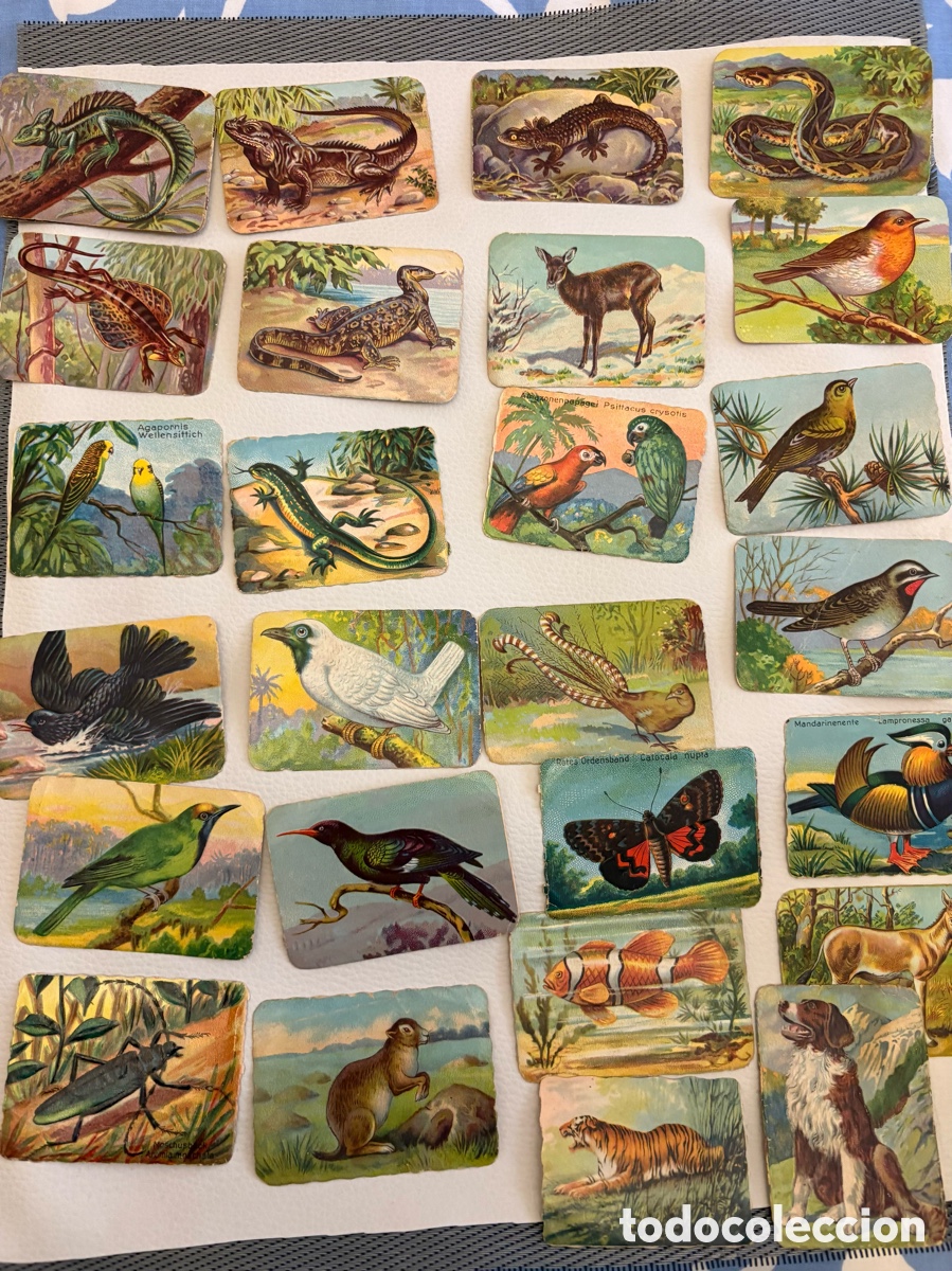 Coleccionismo cromos antiguos: Cromos La Primitiva Indiana - Foto 3