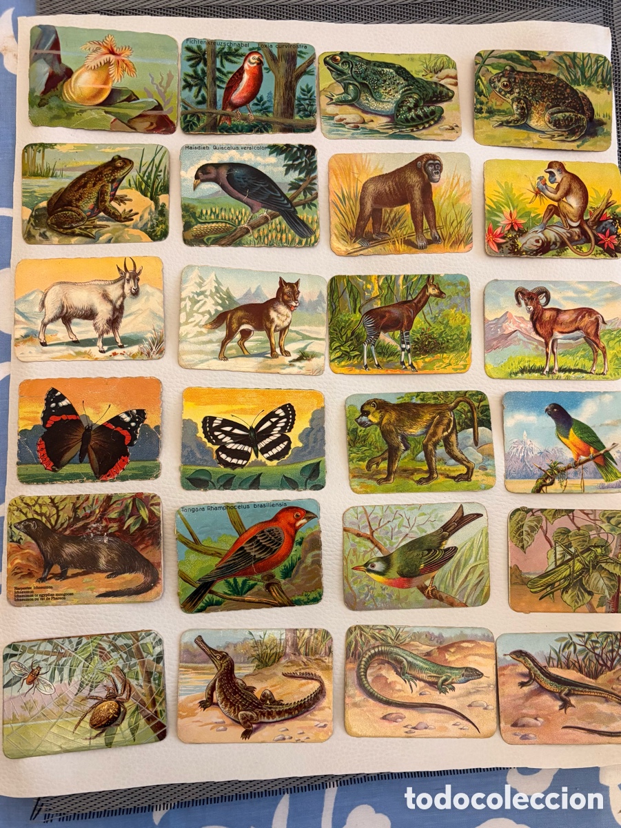 Coleccionismo cromos antiguos: Cromos La Primitiva Indiana - Foto 4