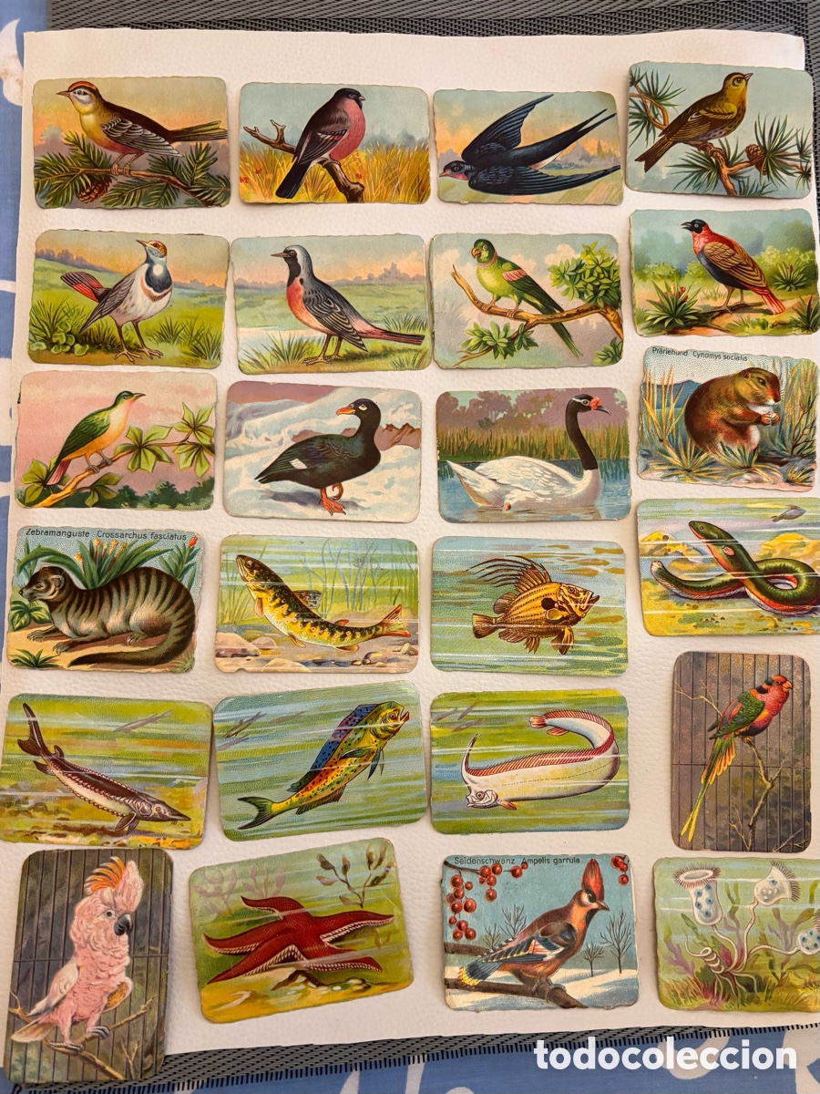 Coleccionismo cromos antiguos: Cromos La Primitiva Indiana - Foto 5