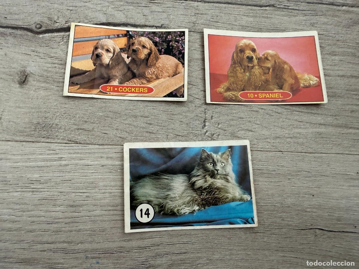 Coleccionismo Cromos antiguos: 3 cromos Gatos y Perros de Panrico