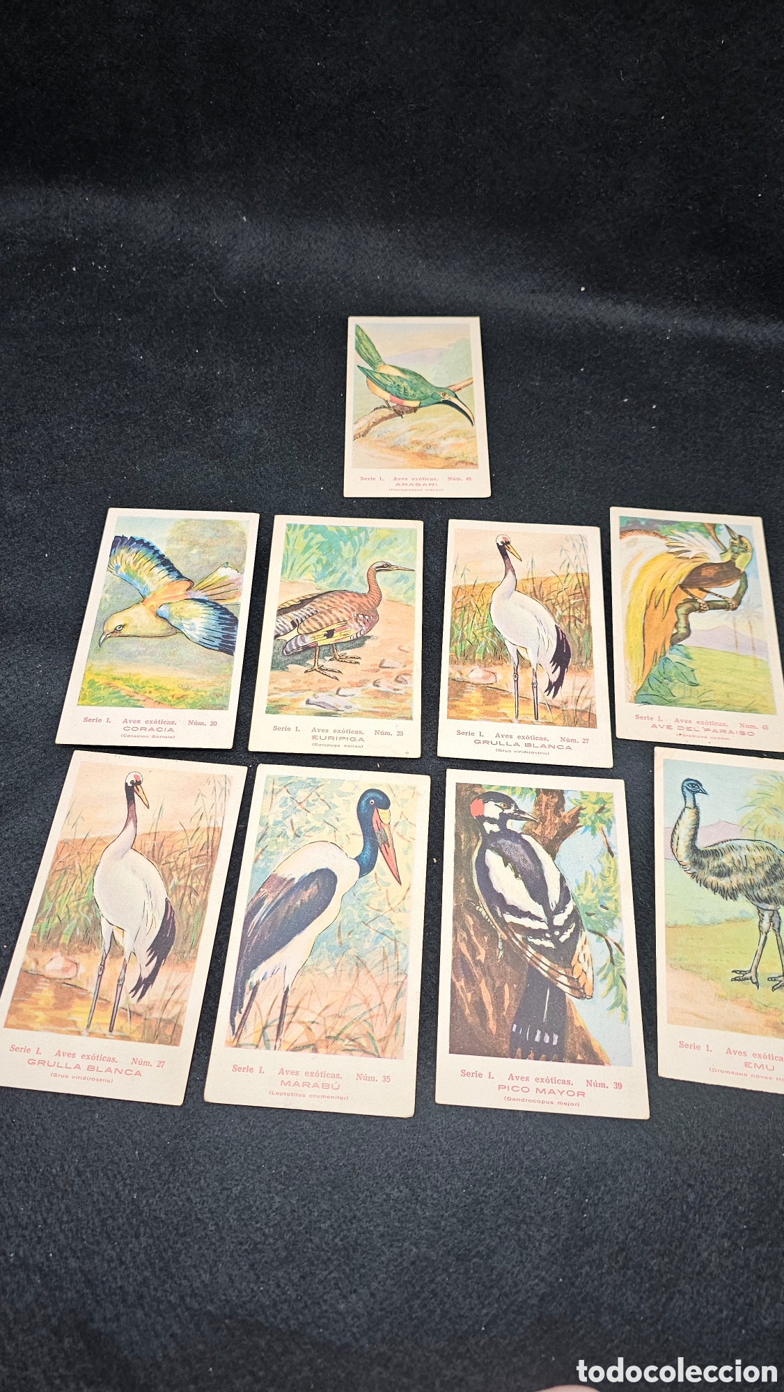 Collezionismo Figurine antiche: Antiguos cromos de La Mascota ( Aves Ex&oacute;ticas )