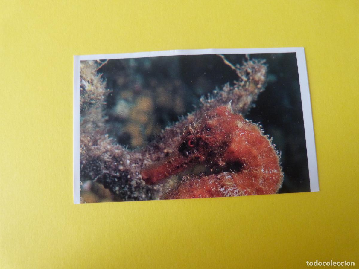 Coleccionismo Cromos antiguos: CROMO COLECCION PEGA AVENTURAS EN LOS OCEANOS SIN PEGAR N&ordm; 1 A&Ntilde;O 20?? ALBUM PEGA AVENTURA... MASYMAS