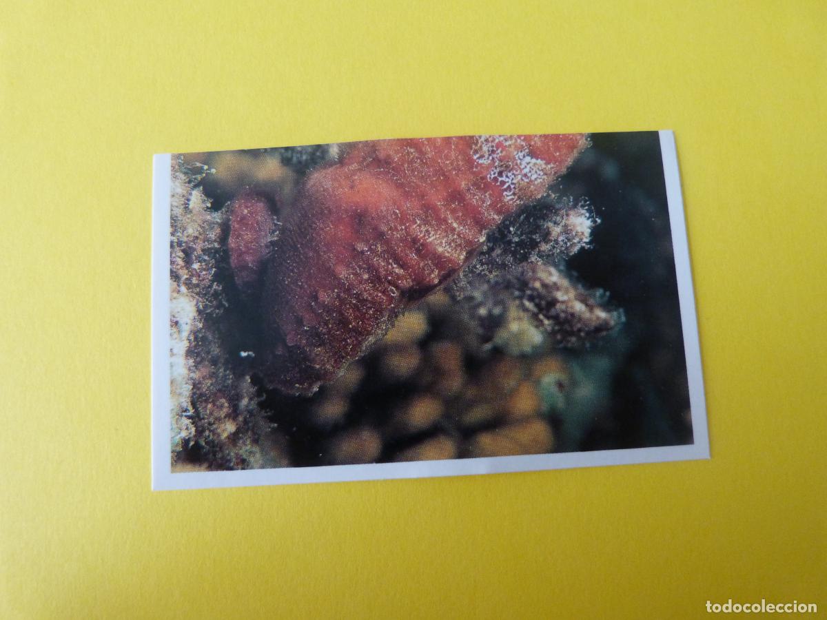 Coleccionismo Cromos antiguos: CROMO COLECCION PEGA AVENTURAS EN LOS OCEANOS SIN PEGAR N&ordm; 2 A&Ntilde;O 20?? ALBUM PEGA AVENTURA... MASYMAS