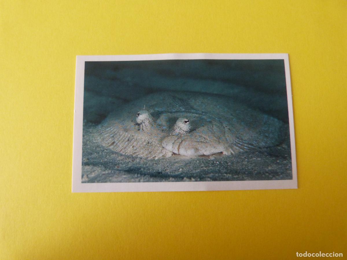 Collezionismo Figurine antiche: CROMO COLECCION PEGA AVENTURAS EN LOS OCEANOS SIN PEGAR N&ordm; 4 A&Ntilde;O 20?? ALBUM PEGA AVENTURA... MASYMAS