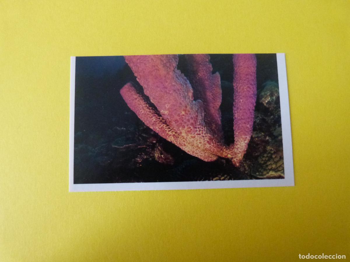 Coleccionismo Cromos antiguos: CROMO COLECCION PEGA AVENTURAS EN LOS OCEANOS SIN PEGAR N&ordm; 15 A&Ntilde;O 20?? ALBUM PEGA AVENTURA.. MASYMAS