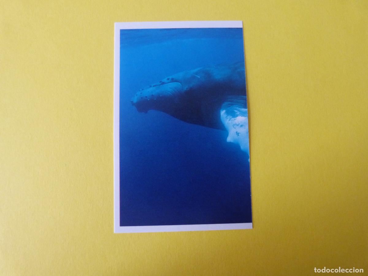 Coleccionismo Cromos antiguos: CROMO COLECCION PEGA AVENTURAS EN LOS OCEANOS SIN PEGAR N&ordm; 16 A&Ntilde;O 20?? ALBUM PEGA AVENTURA.. MASYMAS