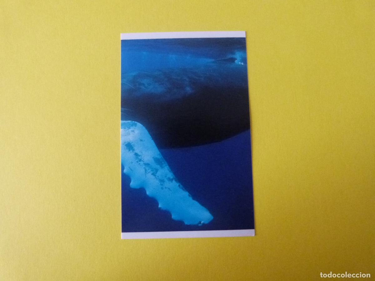 Coleccionismo Cromos antiguos: CROMO COLECCION PEGA AVENTURAS EN LOS OCEANOS SIN PEGAR N&ordm; 17 A&Ntilde;O 20?? ALBUM PEGA AVENTURA.. MASYMAS