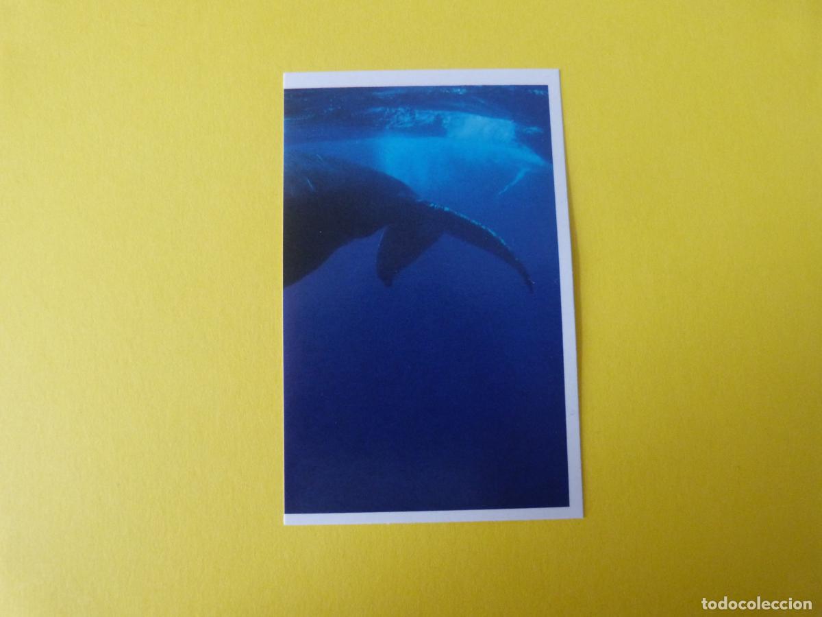 Coleccionismo Cromos antiguos: CROMO COLECCION PEGA AVENTURAS EN LOS OCEANOS SIN PEGAR N&ordm; 18 A&Ntilde;O 20?? ALBUM PEGA AVENTURA.. MASYMAS