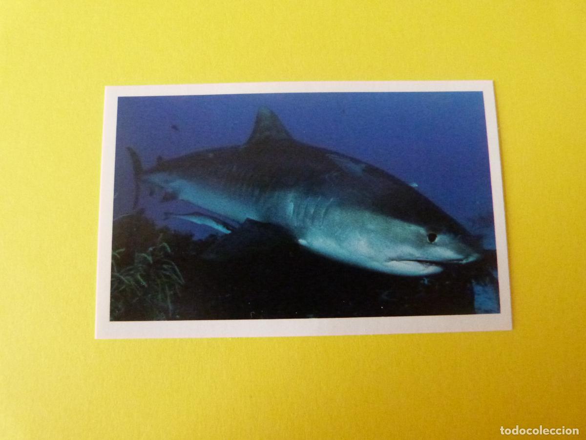 Coleccionismo Cromos antiguos: CROMO COLECCION PEGA AVENTURAS EN LOS OCEANOS SIN PEGAR N&ordm; 19 A&Ntilde;O 20?? ALBUM PEGA AVENTURA.. MASYMAS