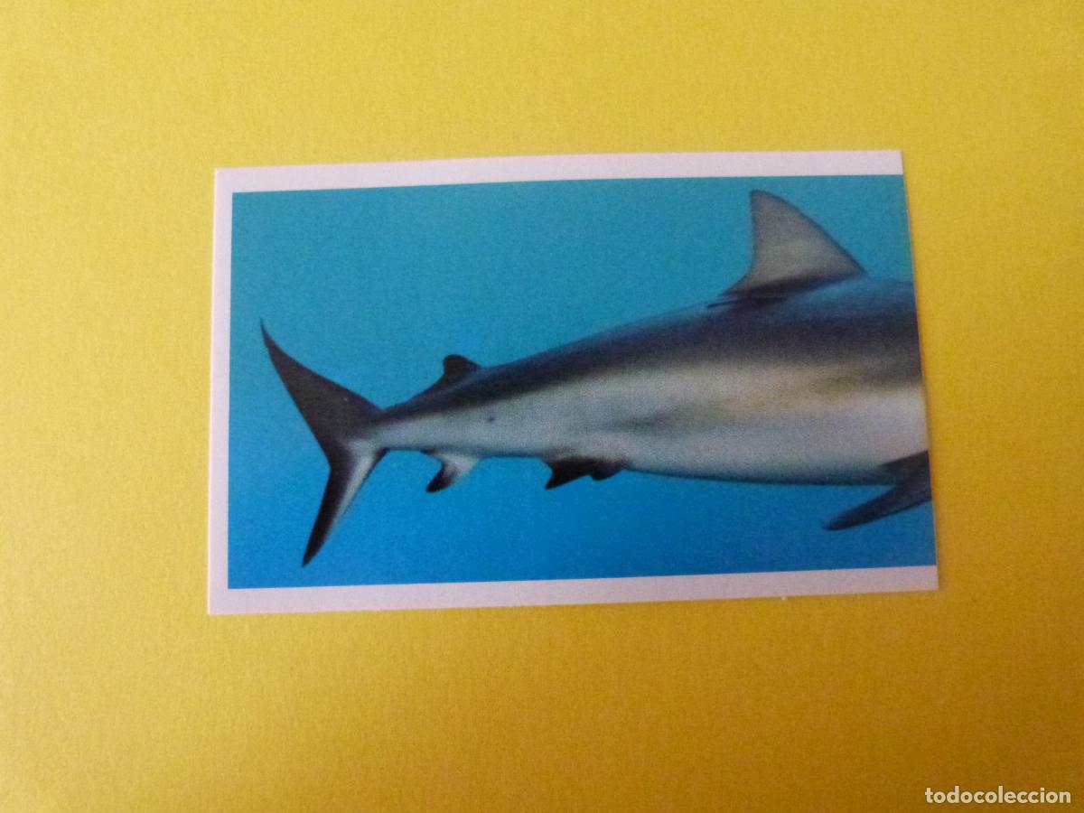 Coleccionismo Cromos antiguos: CROMO COLECCION PEGA AVENTURAS EN LOS OCEANOS SIN PEGAR N&ordm; 20 A&Ntilde;O 20?? ALBUM PEGA AVENTURA.. MASYMAS