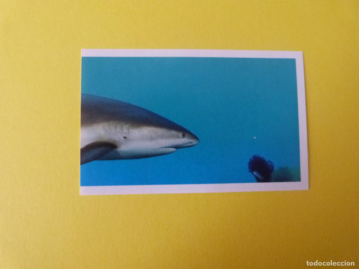 Coleccionismo Cromos antiguos: CROMO COLECCION PEGA AVENTURAS EN LOS OCEANOS SIN PEGAR N&ordm; 21 A&Ntilde;O 20?? ALBUM PEGA AVENTURA.. MASYMAS