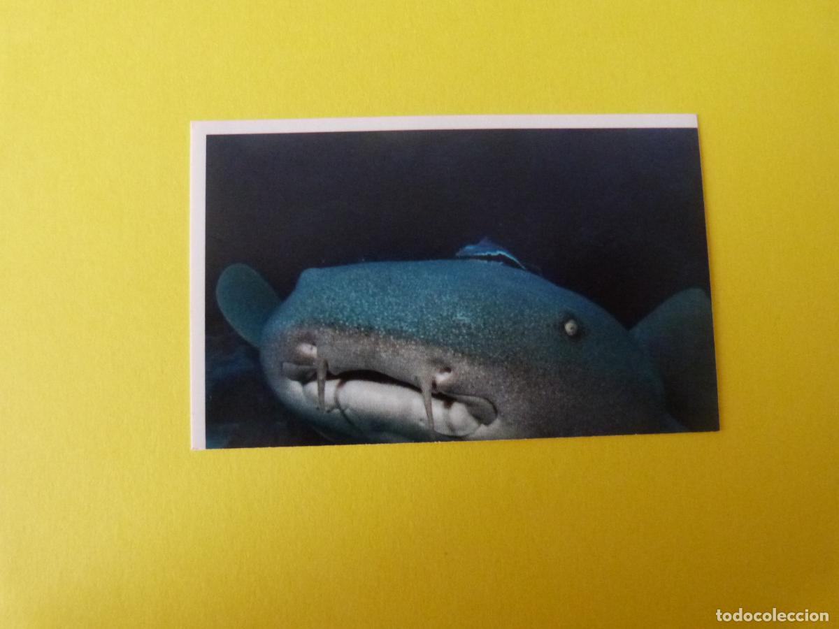 Coleccionismo Cromos antiguos: CROMO COLECCION PEGA AVENTURAS EN LOS OCEANOS SIN PEGAR N&ordm; 22 A&Ntilde;O 20?? ALBUM PEGA AVENTURA.. MASYMAS