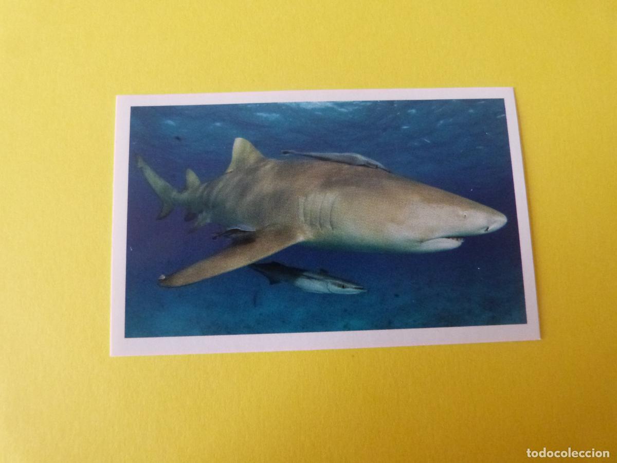Coleccionismo Cromos antiguos: CROMO COLECCION PEGA AVENTURAS EN LOS OCEANOS SIN PEGAR N&ordm; 26 A&Ntilde;O 20?? ALBUM PEGA AVENTURA.. MASYMAS