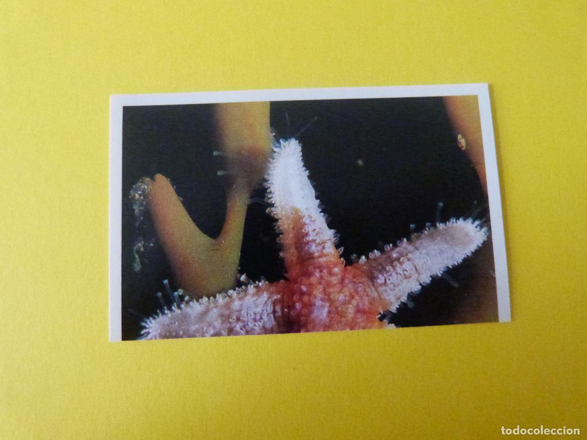 Coleccionismo Cromos antiguos: CROMO COLECCION PEGA AVENTURAS EN LOS OCEANOS SIN PEGAR N&ordm; 29 A&Ntilde;O 20?? ALBUM PEGA AVENTURA.. MASYMAS