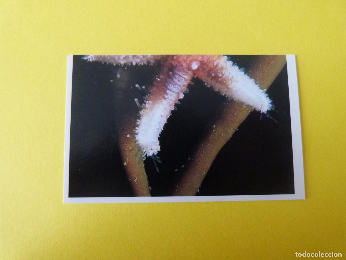 Coleccionismo Cromos antiguos: CROMO COLECCION PEGA AVENTURAS EN LOS OCEANOS SIN PEGAR N&ordm; 30 A&Ntilde;O 20?? ALBUM PEGA AVENTURA.. MASYMAS