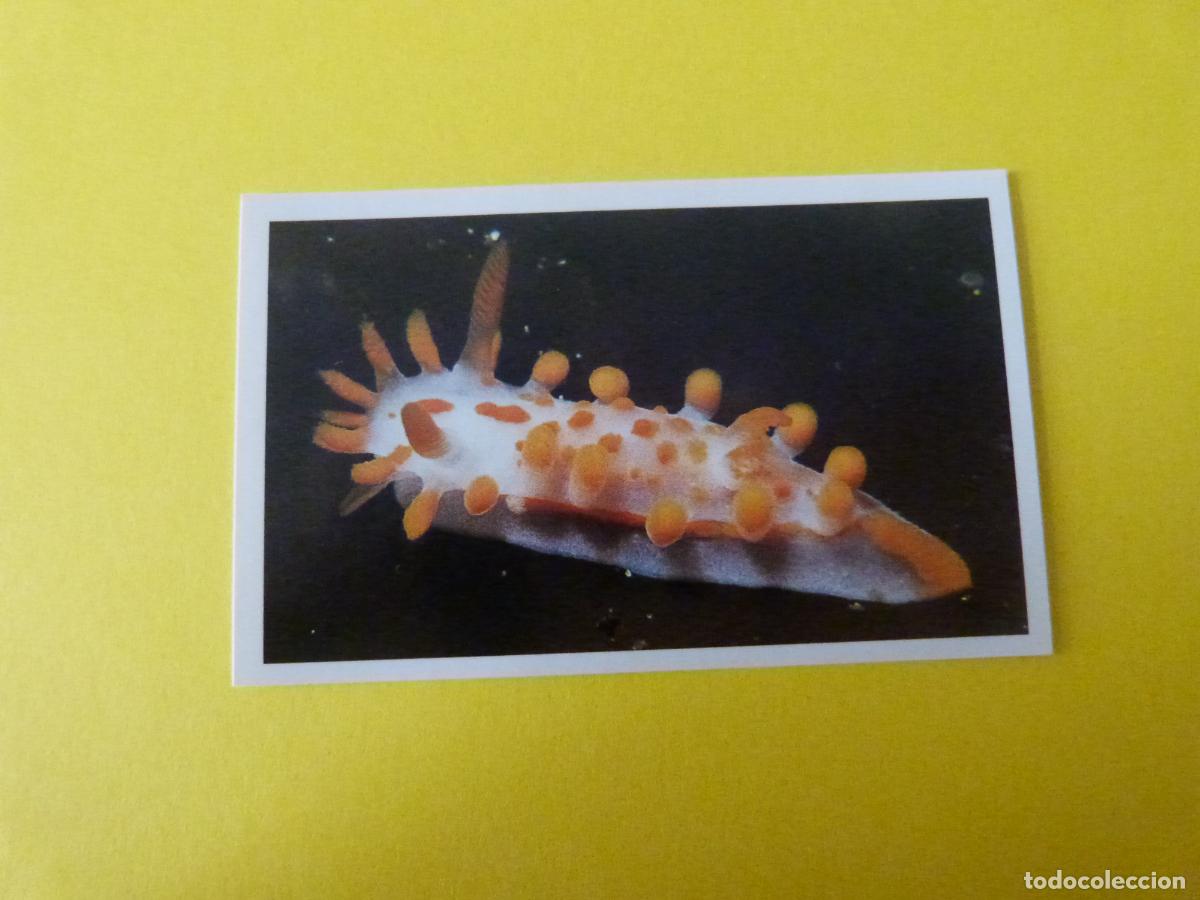Coleccionismo Cromos antiguos: CROMO COLECCION PEGA AVENTURAS EN LOS OCEANOS SIN PEGAR N&ordm; 31 A&Ntilde;O 20?? ALBUM PEGA AVENTURA.. MASYMAS