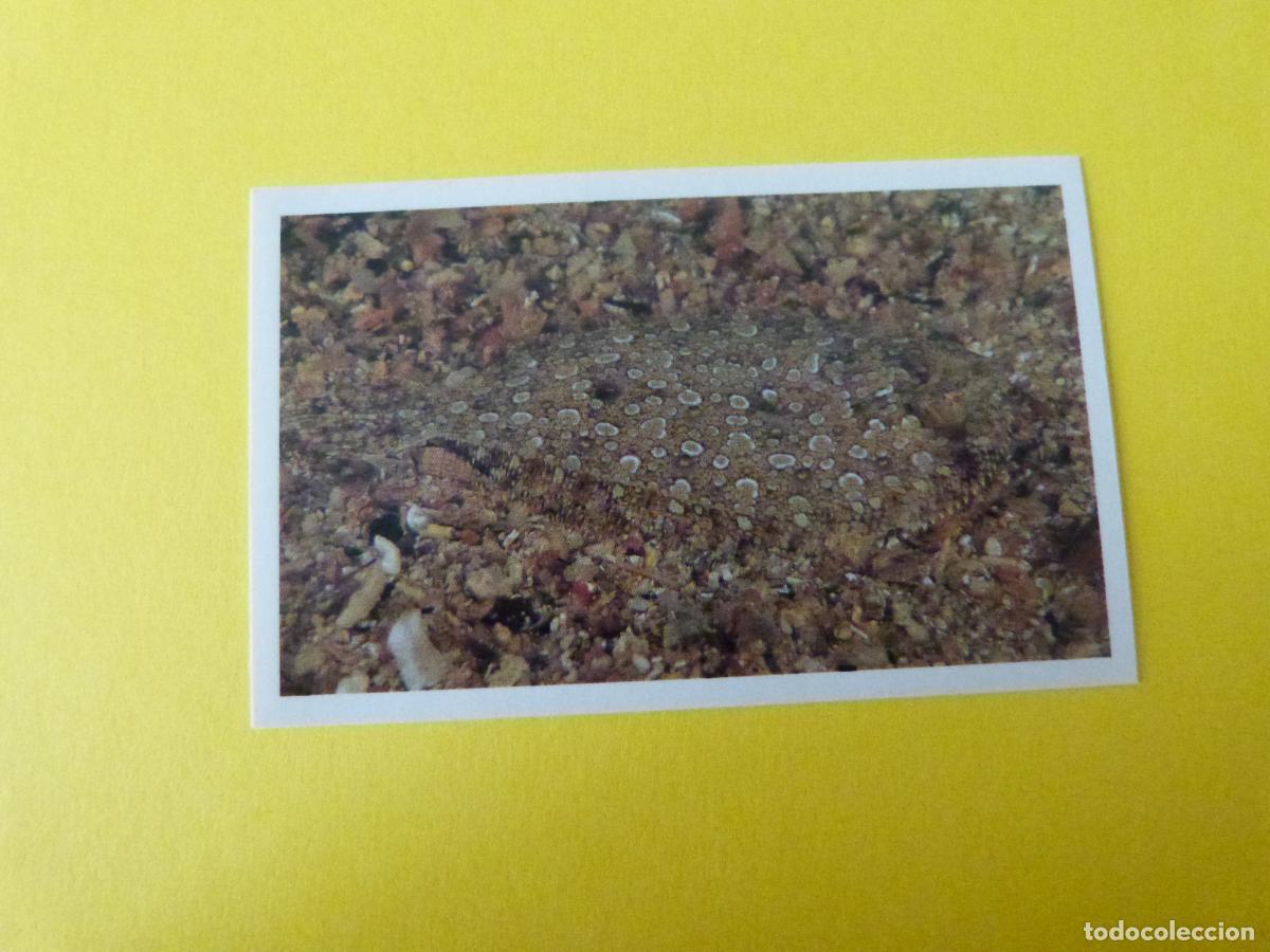 Coleccionismo Cromos antiguos: CROMO COLECCION PEGA AVENTURAS EN LOS OCEANOS SIN PEGAR N&ordm; 32 A&Ntilde;O 20?? ALBUM PEGA AVENTURA.. MASYMAS