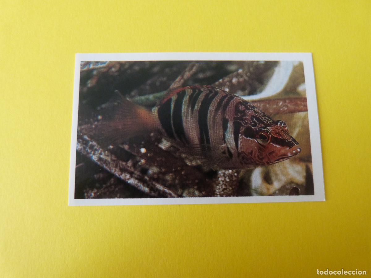 Coleccionismo Cromos antiguos: CROMO COLECCION PEGA AVENTURAS EN LOS OCEANOS SIN PEGAR N&ordm; 33 A&Ntilde;O 20?? ALBUM PEGA AVENTURA.. MASYMAS