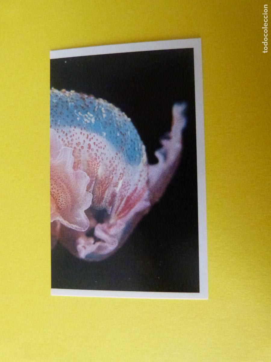 Coleccionismo Cromos antiguos: CROMO COLECCION PEGA AVENTURAS EN LOS OCEANOS SIN PEGAR N&ordm; 35 A&Ntilde;O 20?? ALBUM PEGA AVENTURA.. MASYMAS