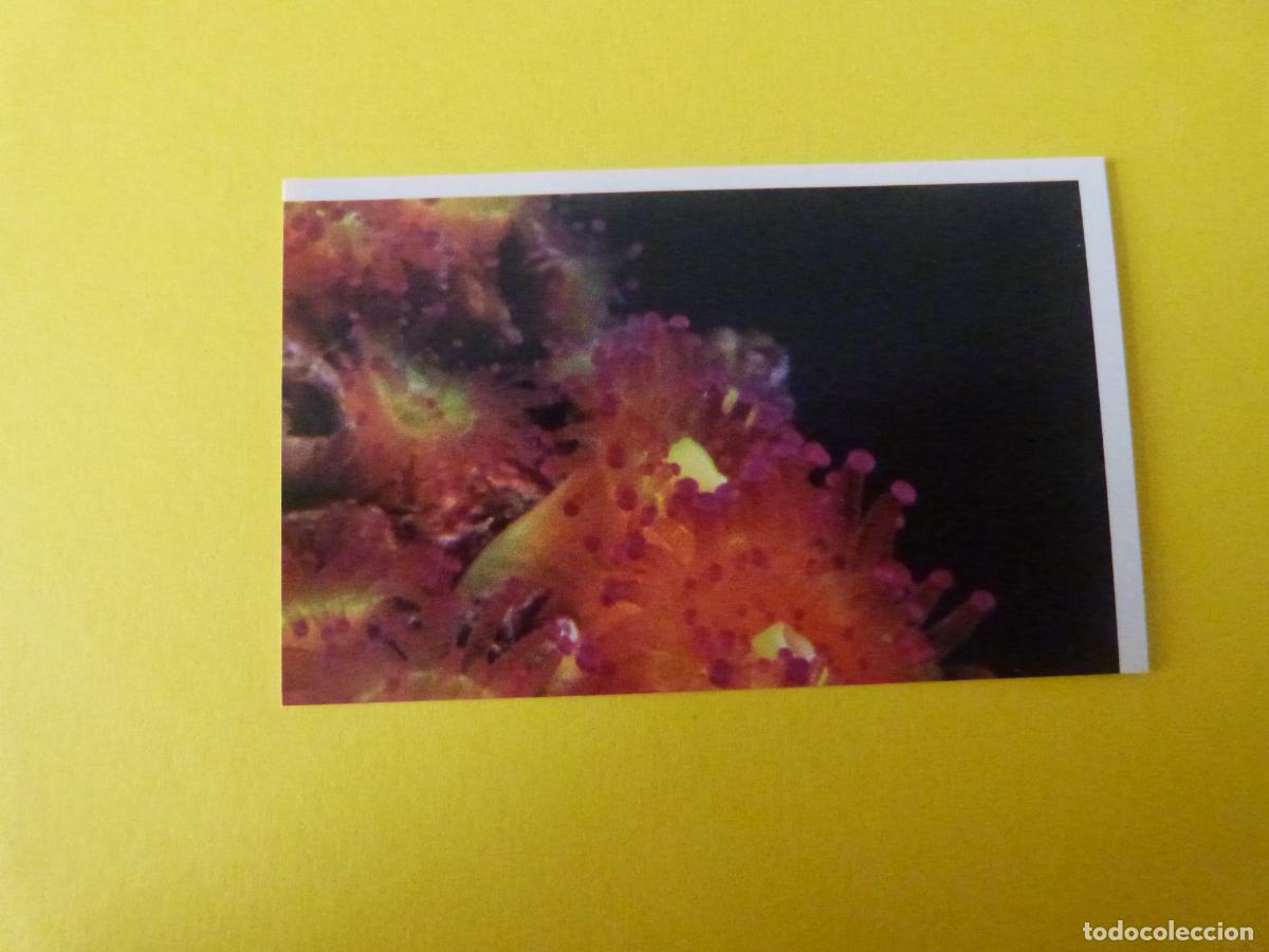 Sammeln alte Sammelbilder: CROMO COLECCION PEGA AVENTURAS EN LOS OCEANOS SIN PEGAR N&ordm; 37 A&Ntilde;O 20?? ALBUM PEGA AVENTURA.. MASYMAS