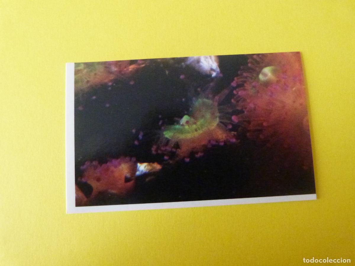 Sammeln alte Sammelbilder: CROMO COLECCION PEGA AVENTURAS EN LOS OCEANOS SIN PEGAR N&ordm; 38 A&Ntilde;O 20?? ALBUM PEGA AVENTURA.. MASYMAS