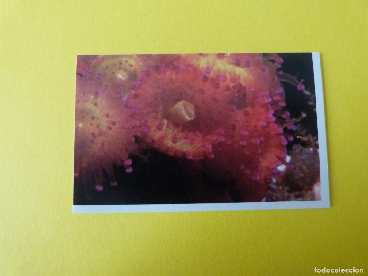 Sammeln alte Sammelbilder: CROMO COLECCION PEGA AVENTURAS EN LOS OCEANOS SIN PEGAR N&ordm; 39 A&Ntilde;O 20?? ALBUM PEGA AVENTURA.. MASYMAS