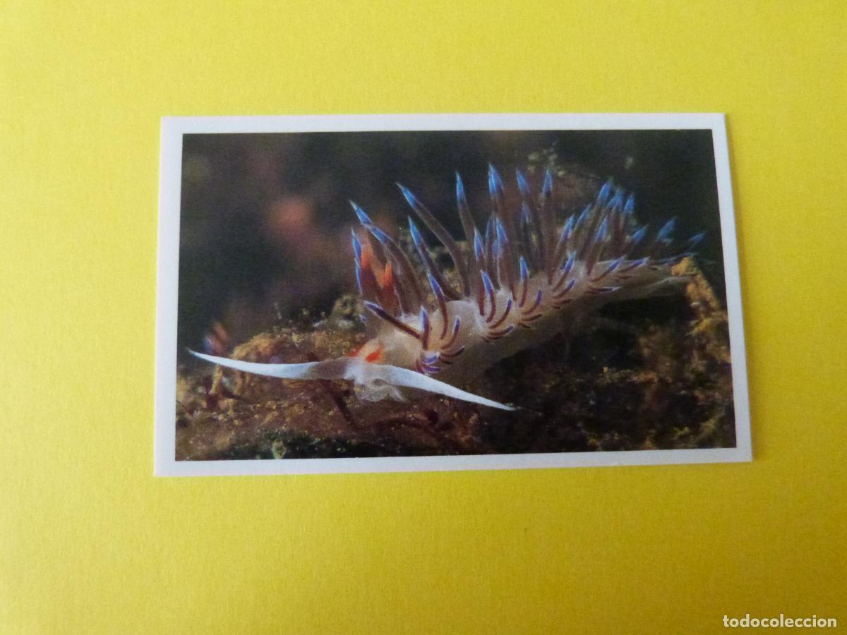 Coleccionismo Cromos antiguos: CROMO COLECCION PEGA AVENTURAS EN LOS OCEANOS SIN PEGAR N&ordm; 43 A&Ntilde;O 20?? ALBUM PEGA AVENTURA.. MASYMAS