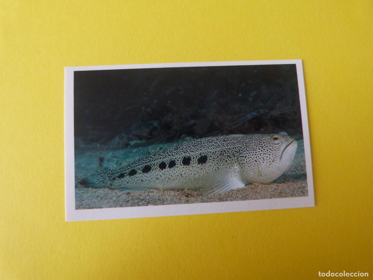 Coleccionismo Cromos antiguos: CROMO COLECCION PEGA AVENTURAS EN LOS OCEANOS SIN PEGAR N&ordm; 44 A&Ntilde;O 20?? ALBUM PEGA AVENTURA.. MASYMAS