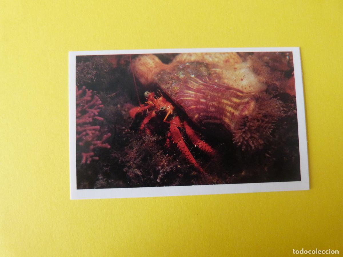 Coleccionismo Cromos antiguos: CROMO COLECCION PEGA AVENTURAS EN LOS OCEANOS SIN PEGAR N&ordm; 45 A&Ntilde;O 20?? ALBUM PEGA AVENTURA.. MASYMAS