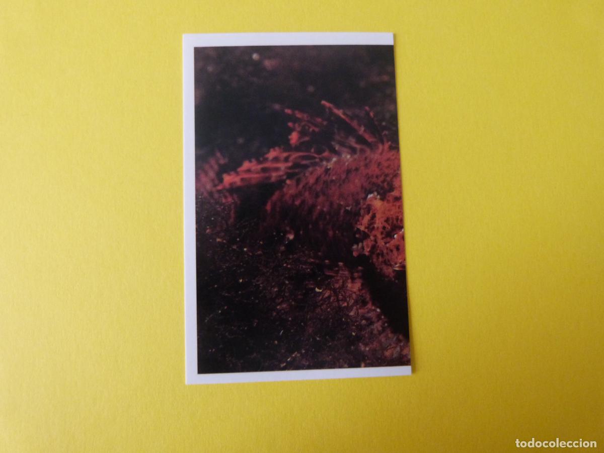 Coleccionismo Cromos antiguos: CROMO COLECCION PEGA AVENTURAS EN LOS OCEANOS SIN PEGAR N&ordm; 46 A&Ntilde;O 20?? ALBUM PEGA AVENTURA.. MASYMAS
