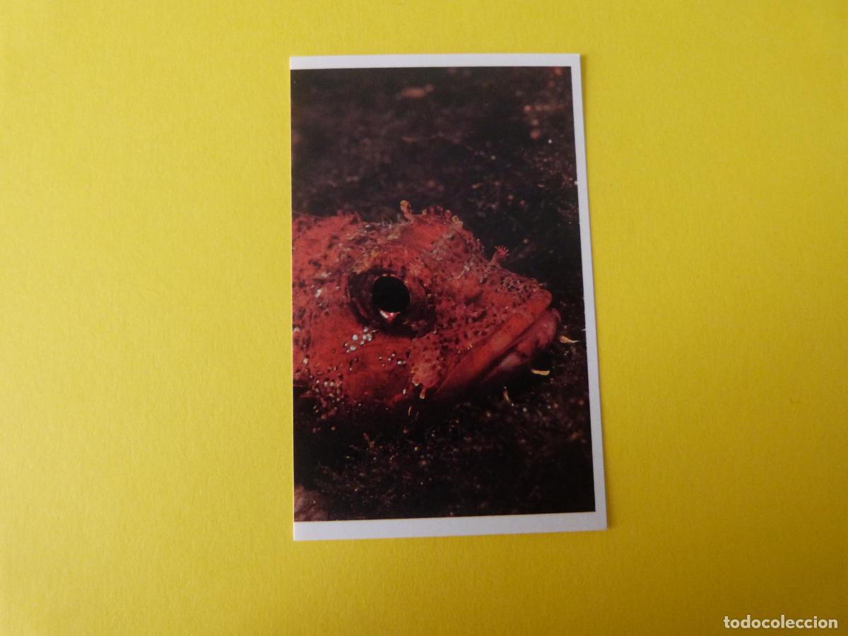 Coleccionismo Cromos antiguos: CROMO COLECCION PEGA AVENTURAS EN LOS OCEANOS SIN PEGAR N&ordm; 47 A&Ntilde;O 20?? ALBUM PEGA AVENTURA.. MASYMAS