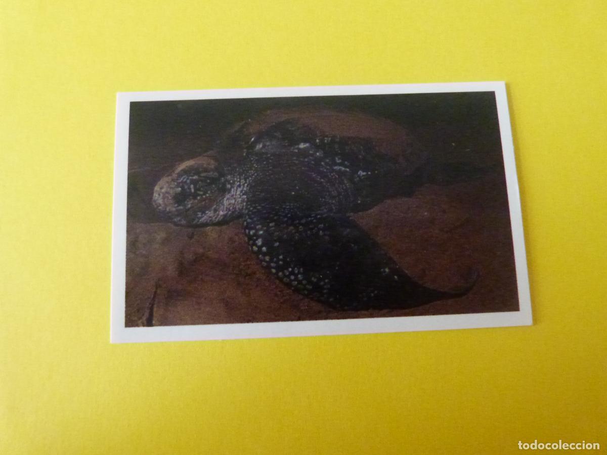 Coleccionismo Cromos antiguos: CROMO COLECCION PEGA AVENTURAS EN LOS OCEANOS SIN PEGAR N&ordm; 51 A&Ntilde;O 20?? ALBUM PEGA AVENTURA.. MASYMAS