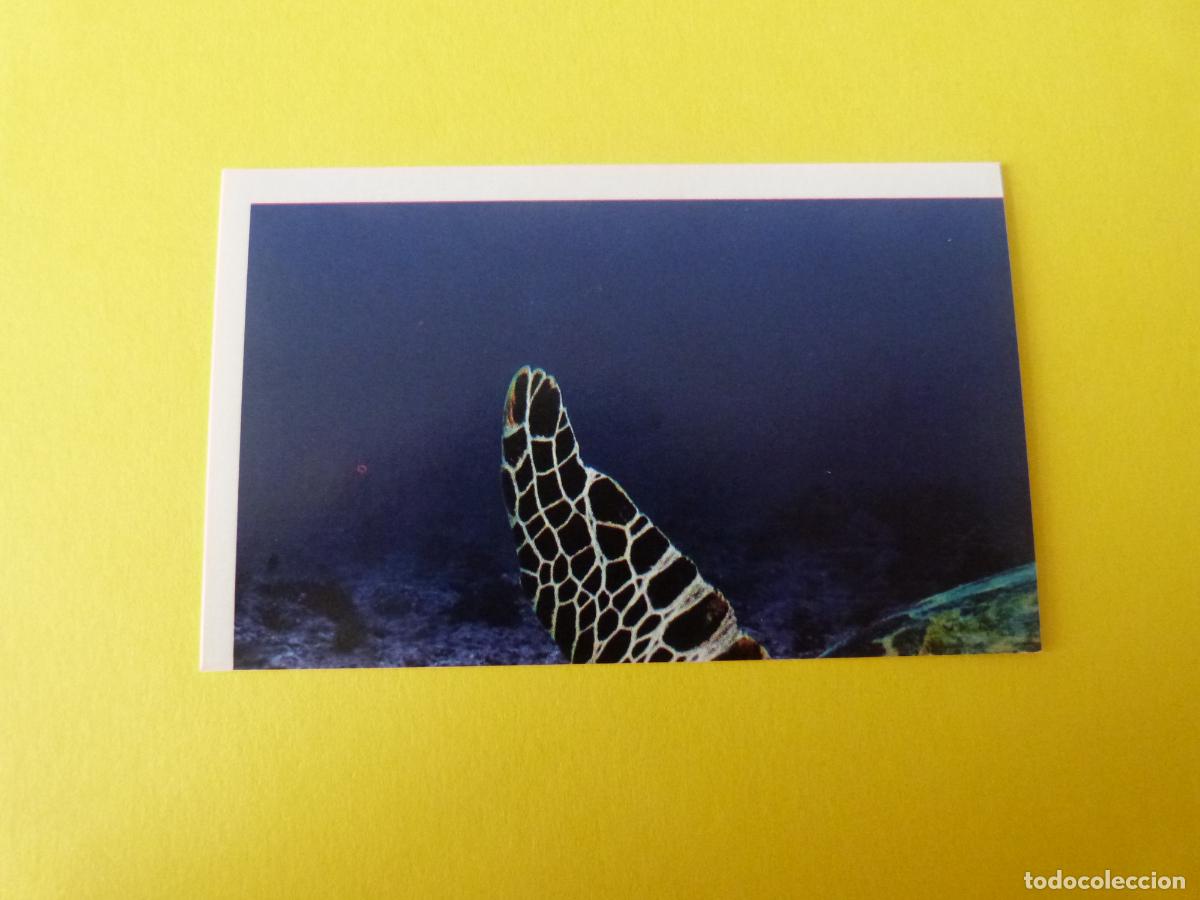 Coleccionismo Cromos antiguos: CROMO COLECCION PEGA AVENTURAS EN LOS OCEANOS SIN PEGAR N&ordm; 52 A&Ntilde;O 20?? ALBUM PEGA AVENTURA.. MASYMAS