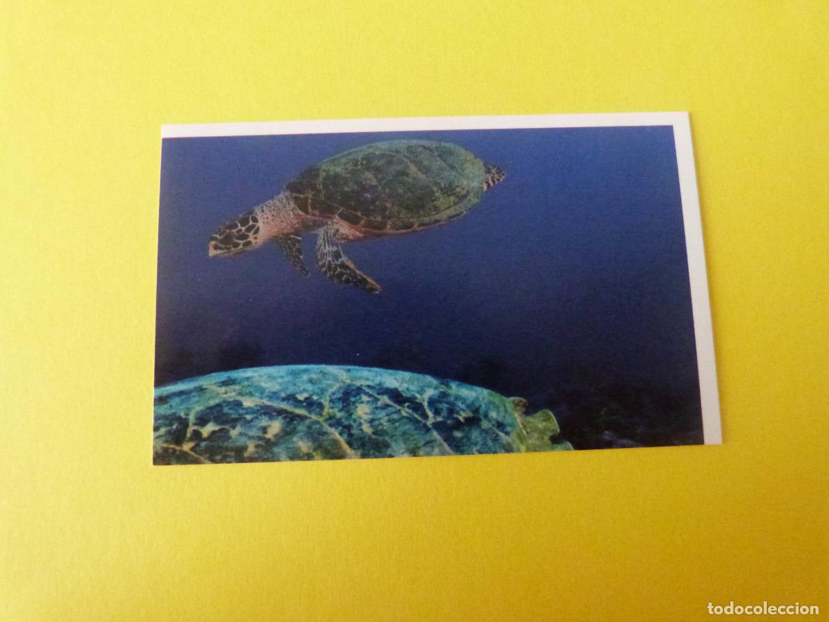 Coleccionismo Cromos antiguos: CROMO COLECCION PEGA AVENTURAS EN LOS OCEANOS SIN PEGAR N&ordm; 53 A&Ntilde;O 20?? ALBUM PEGA AVENTURA.. MASYMAS