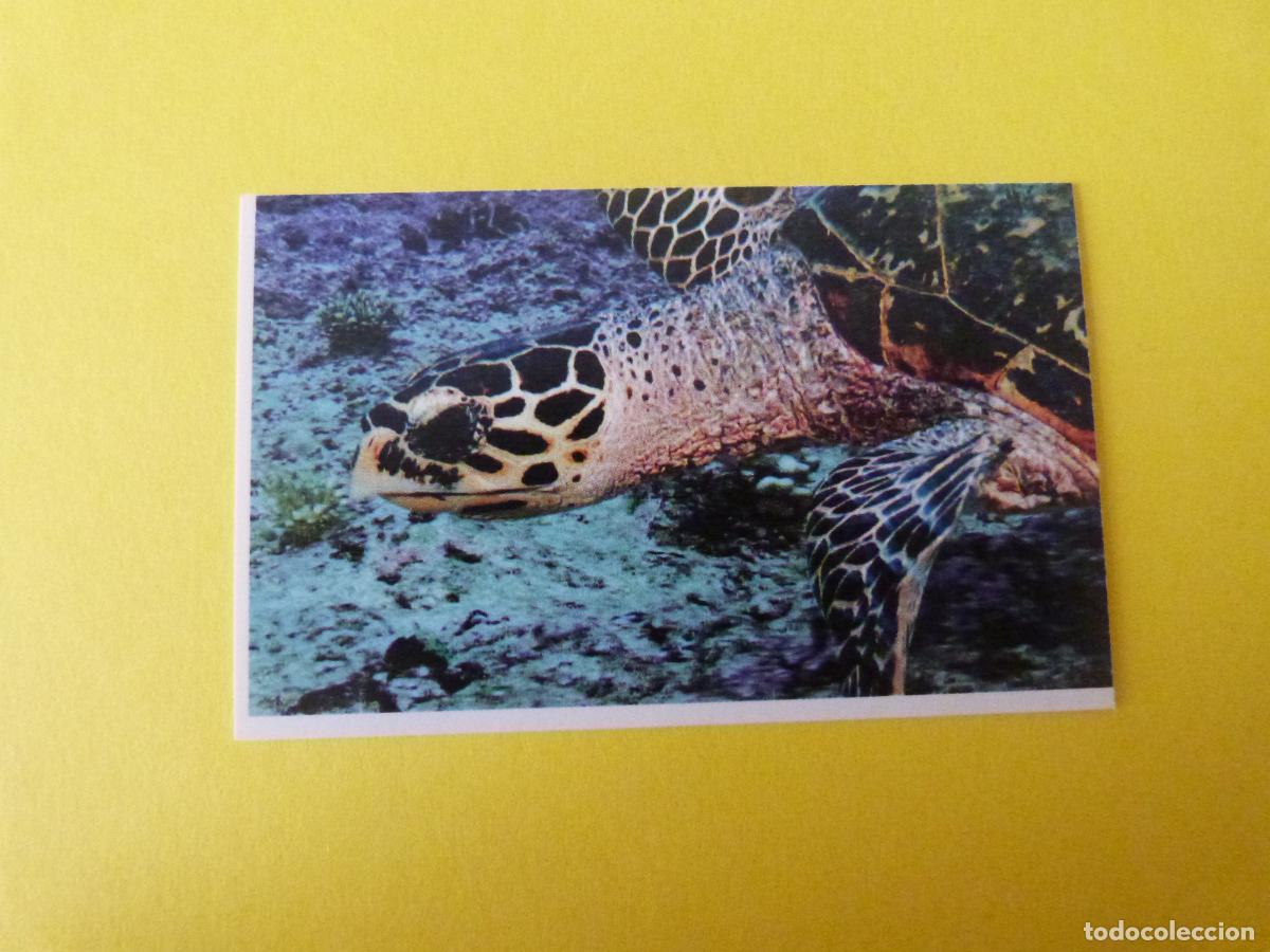 Coleccionismo Cromos antiguos: CROMO COLECCION PEGA AVENTURAS EN LOS OCEANOS SIN PEGAR N&ordm; 54 A&Ntilde;O 20?? ALBUM PEGA AVENTURA.. MASYMAS