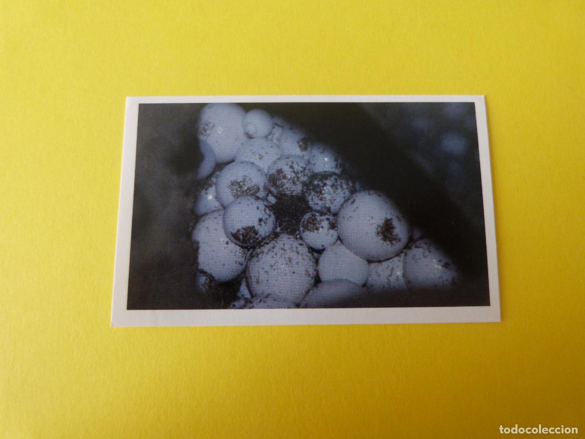 Coleccionismo Cromos antiguos: CROMO COLECCION PEGA AVENTURAS EN LOS OCEANOS SIN PEGAR N&ordm; 56 A&Ntilde;O 20?? ALBUM PEGA AVENTURA.. MASYMAS