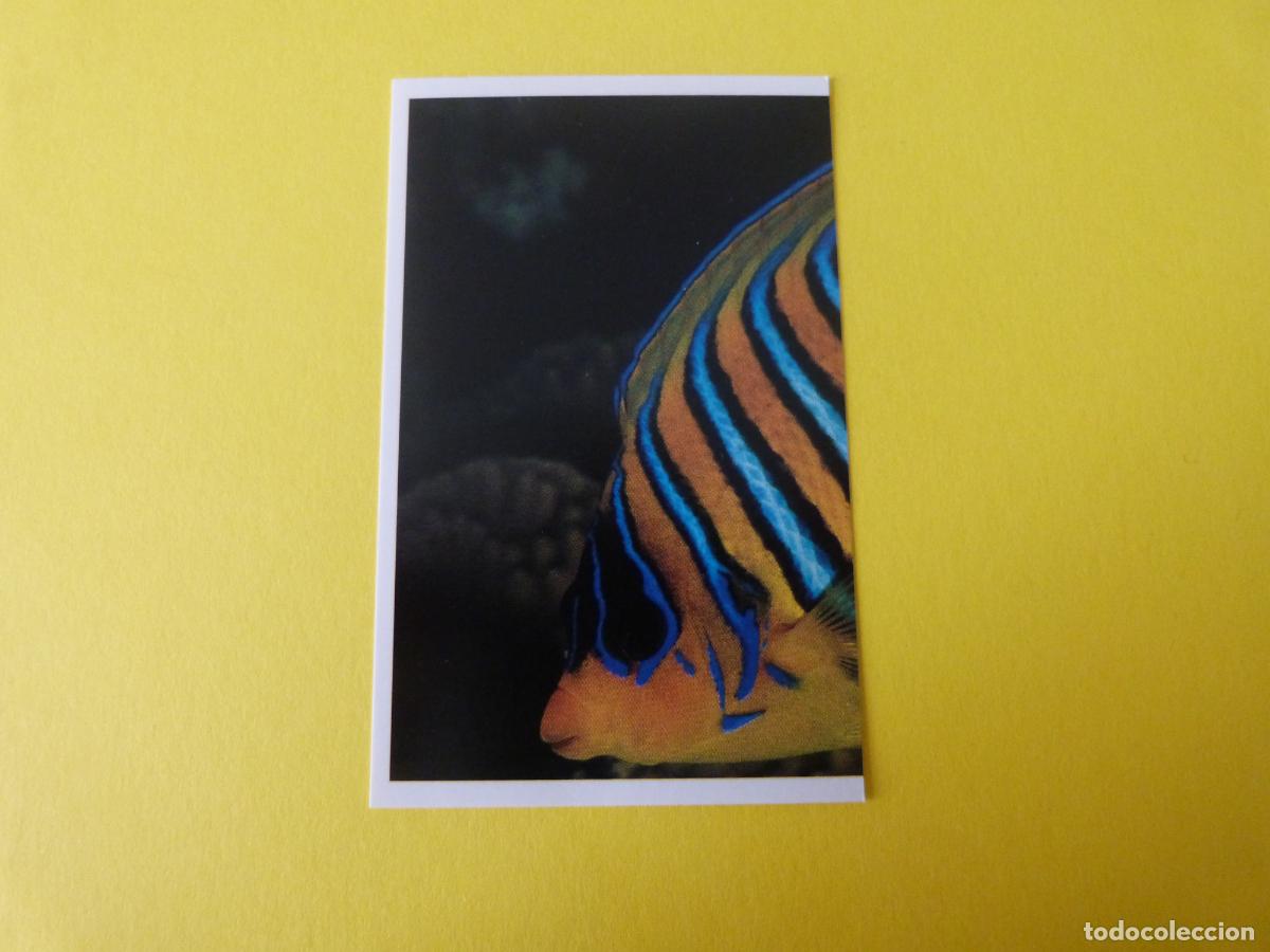 Coleccionismo Cromos antiguos: CROMO COLECCION PEGA AVENTURAS EN LOS OCEANOS SIN PEGAR N&ordm; 58 A&Ntilde;O 20?? ALBUM PEGA AVENTURA.. MASYMAS