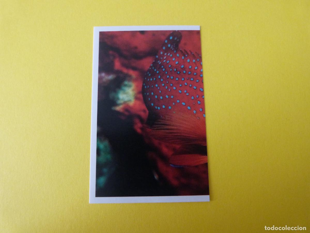 Coleccionismo Cromos antiguos: CROMO COLECCION PEGA AVENTURAS EN LOS OCEANOS SIN PEGAR N&ordm; 60 A&Ntilde;O 20?? ALBUM PEGA AVENTURA.. MASYMAS