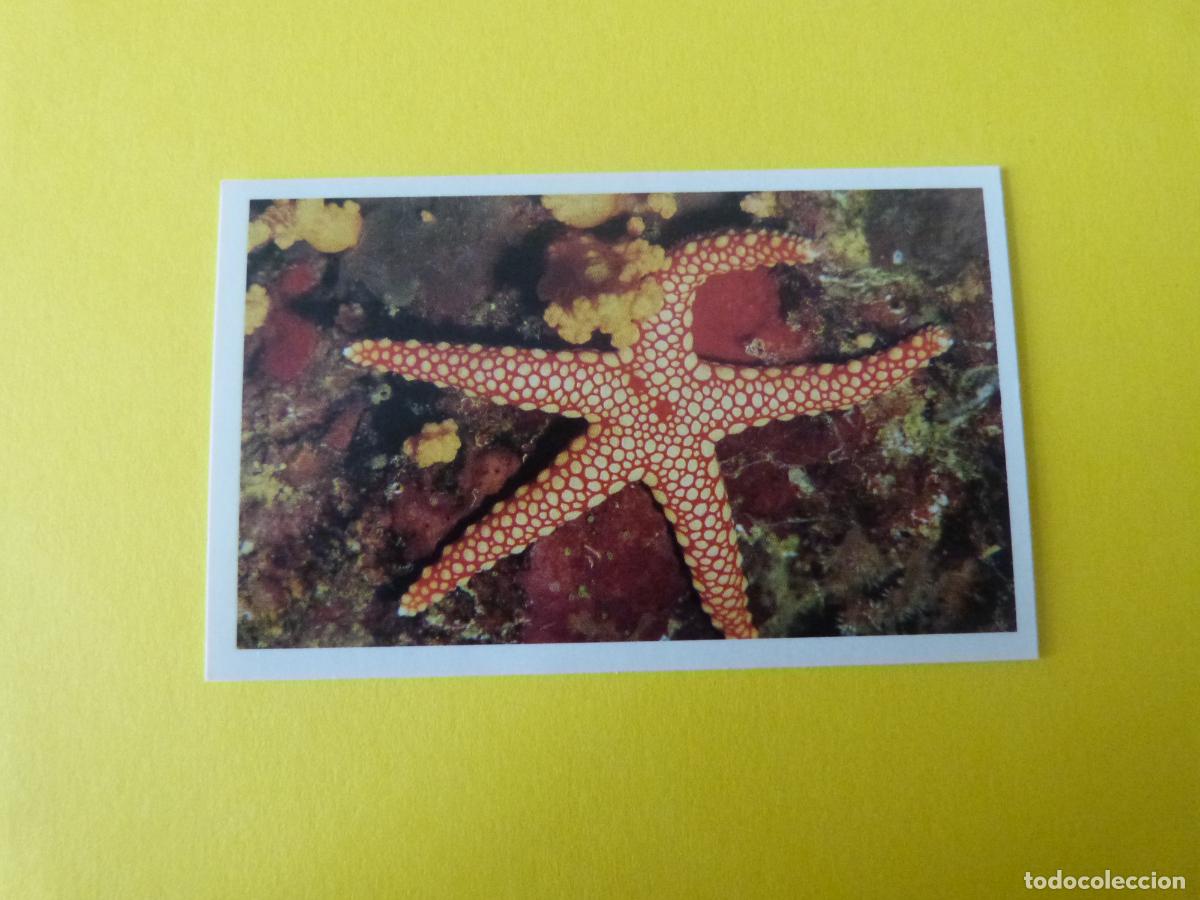 Coleccionismo Cromos antiguos: CROMO COLECCION PEGA AVENTURAS EN LOS OCEANOS SIN PEGAR N&ordm; 64 A&Ntilde;O 20?? ALBUM PEGA AVENTURA.. MASYMAS