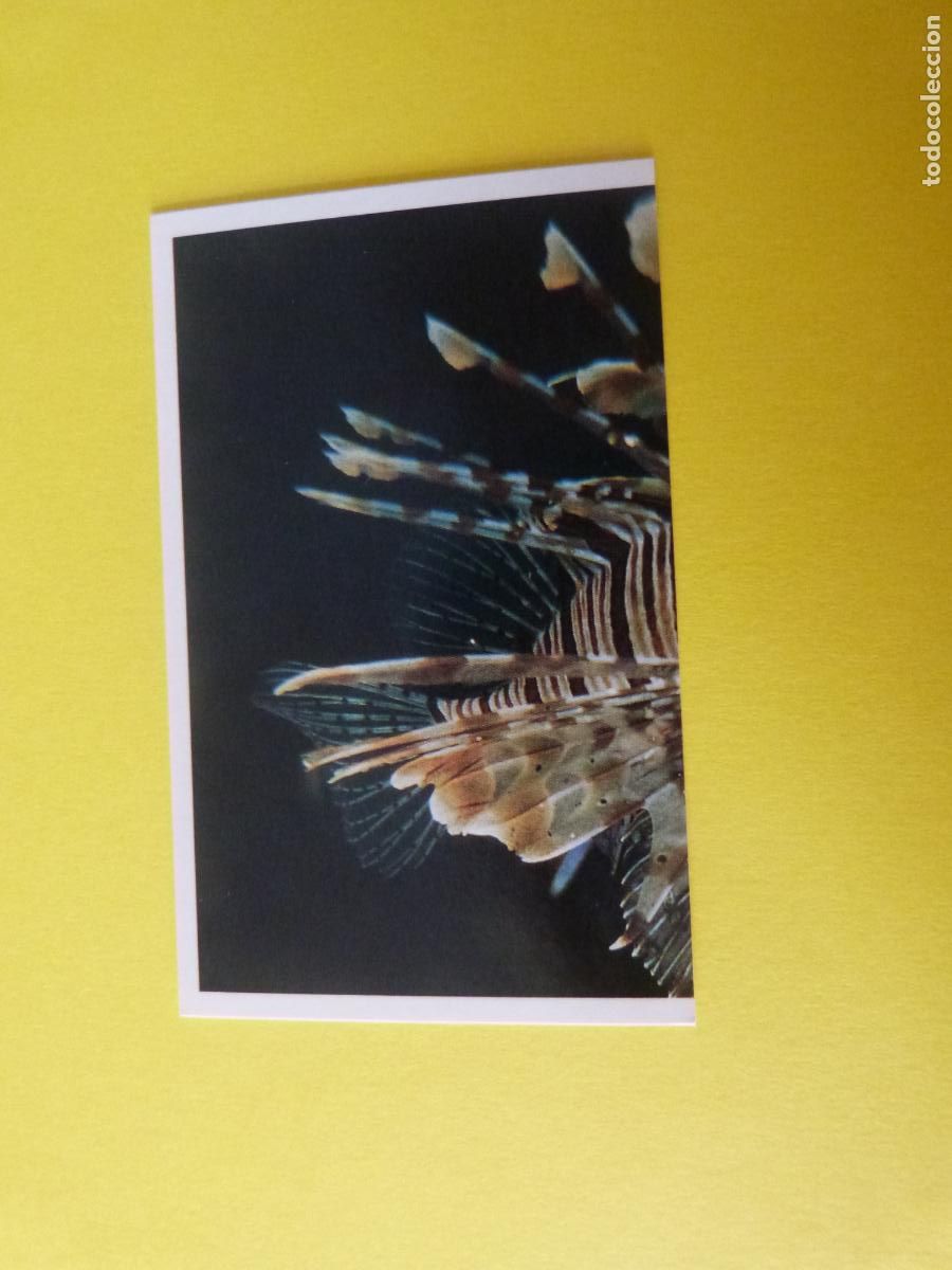 Coleccionismo Cromos antiguos: CROMO COLECCION PEGA AVENTURAS EN LOS OCEANOS SIN PEGAR N&ordm; 66 A&Ntilde;O 20?? ALBUM PEGA AVENTURA.. MASYMAS