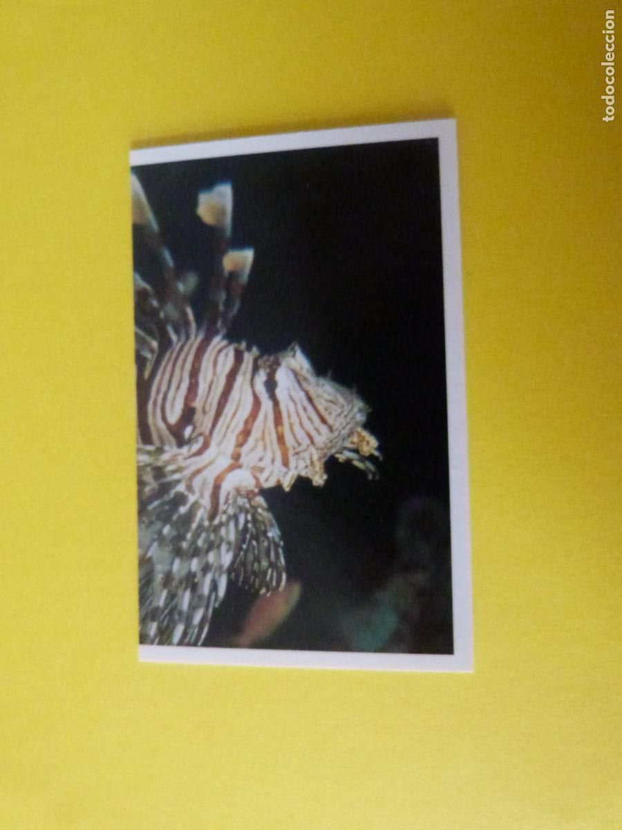 Coleccionismo Cromos antiguos: CROMO COLECCION PEGA AVENTURAS EN LOS OCEANOS SIN PEGAR N&ordm; 67 A&Ntilde;O 20?? ALBUM PEGA AVENTURA.. MASYMAS