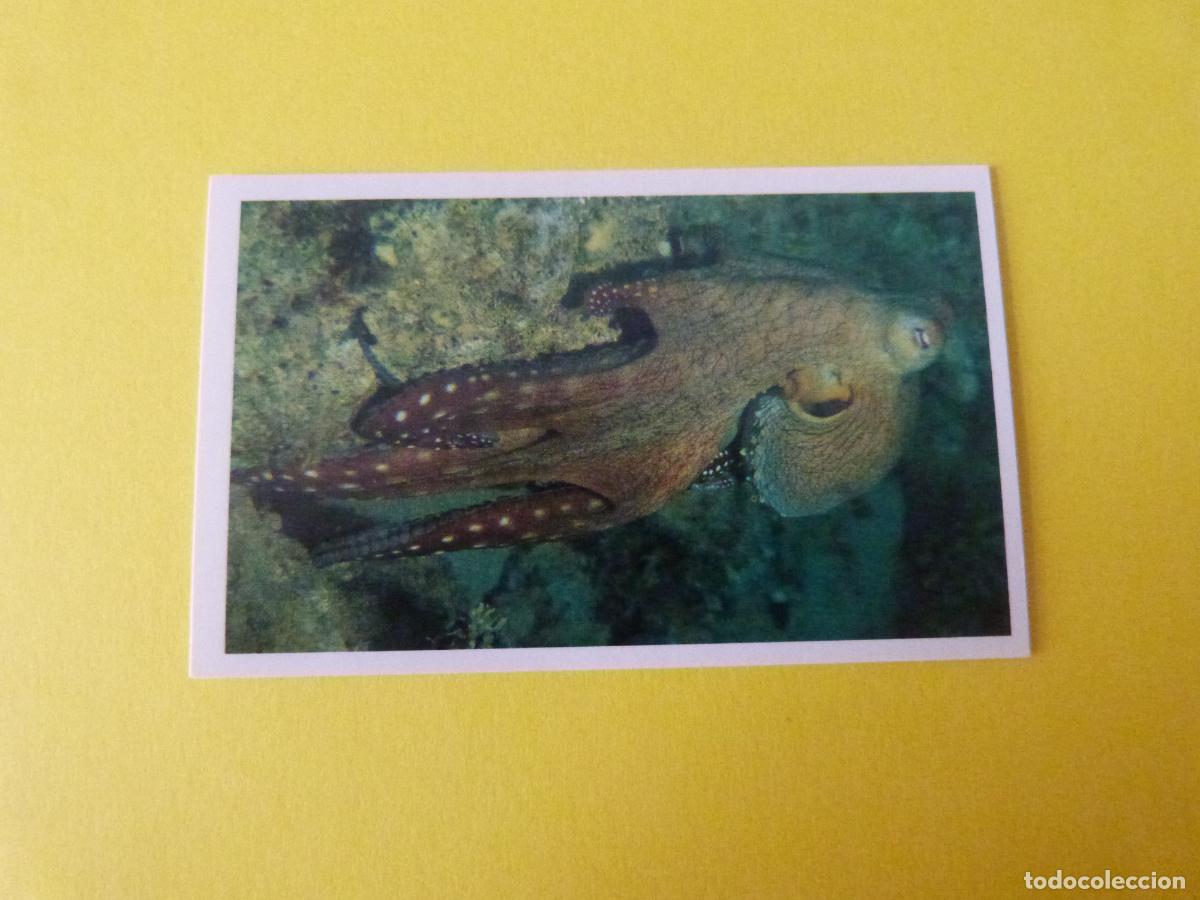 Coleccionismo Cromos antiguos: CROMO COLECCION PEGA AVENTURAS EN LOS OCEANOS SIN PEGAR N&ordm; 68 A&Ntilde;O 20?? ALBUM PEGA AVENTURA.. MASYMAS